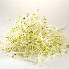 Alfalfa germée Alfalfa germée