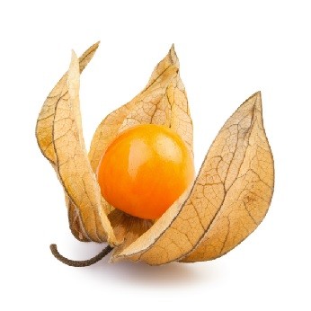 Physalis Physalis