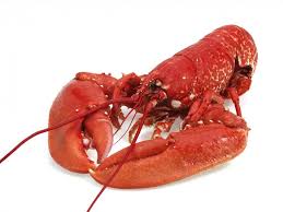 Homards Homards