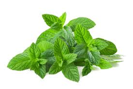 Menthe fraîche Menthe fraîche