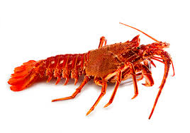 Langoustes