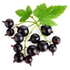 Cassis Cassis
