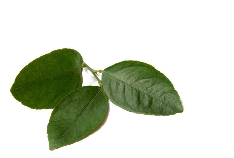 Feuilles de limes Feuilles de limes