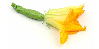 Fleurs de courgette Fleurs de courgette