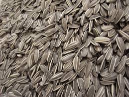 Graines de tournesol