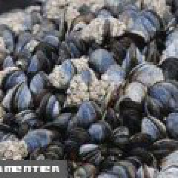 Taboulé aux moules Taboulé aux moules