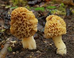 Morilles Morilles