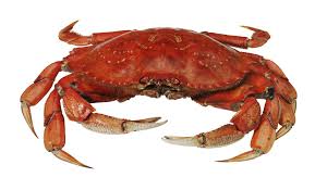 Crabes Crabes