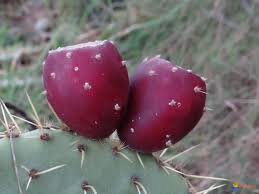 Figues de Barbarie (poire cactus)