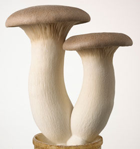 Champignons eryngii Champignons eryngii