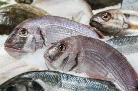 Tilapias Tilapias