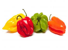 Piment antillais Piment antillais