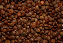 Lentillons Lentillons