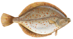Limande Limande