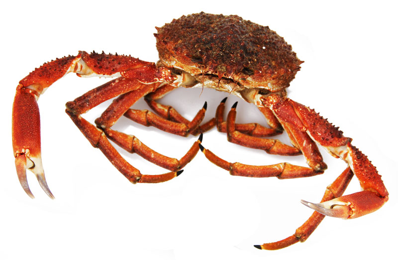 Araignées de mer Araignées de mer