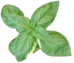 Feuilles de basilic Feuilles de basilic