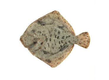 Turbots Turbots