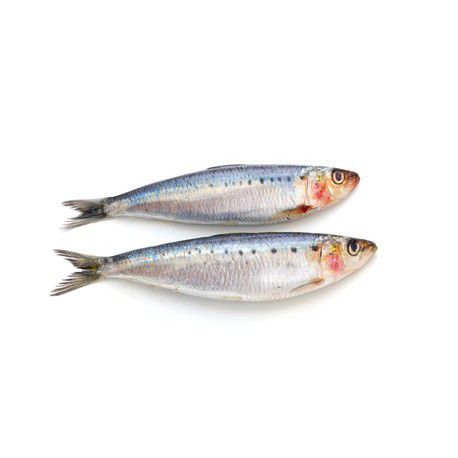 Sardines Sardines