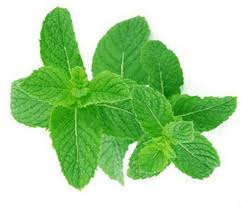 Feuilles de menthe Feuilles de menthe