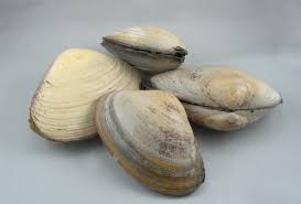 Clams Clams