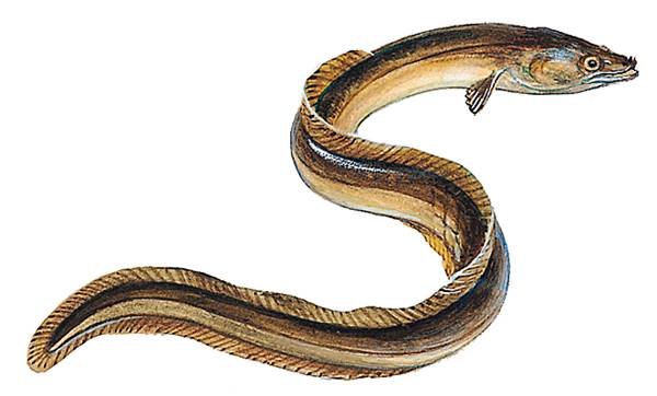 Anguilles Anguilles