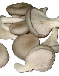 Pleurotes Pleurotes