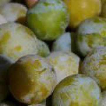 Pâté aux prunes angevin Pâté aux prunes angevin