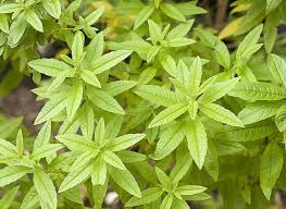 Verveine Verveine