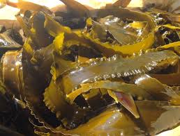Algues kombu Algues kombu