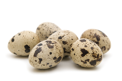 Oeufs de caille Oeufs de caille
