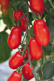 Tomate olivette Tomate olivette