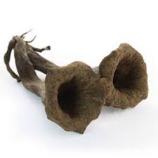 Trompettes de la mort Trompettes de la mort