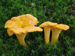 Girolles Girolles