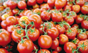 Tomates fraîches moyennes Tomates fraîches moyennes
