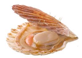 Coquilles Saint-Jacques