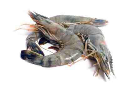 Crevettes tigrées Crevettes tigrées