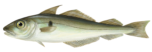 Haddocks Haddocks