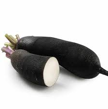 Radis noir Radis noir