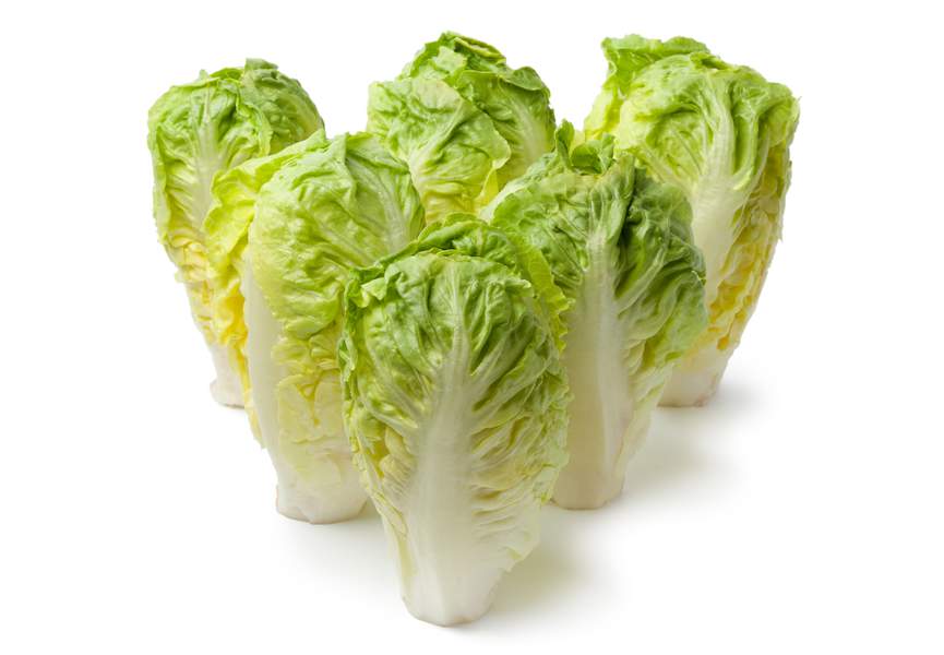 Coeurs de sucrine ou feuille d'endive